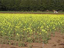 組換え菜種(見かけは普通の菜種です)