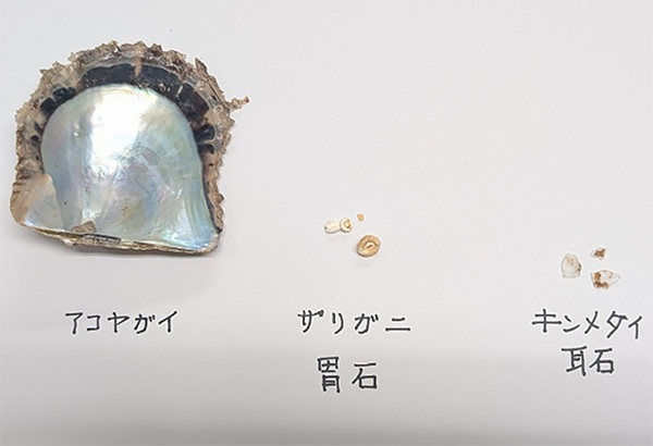アコヤガイ、胃石、耳石の実物
