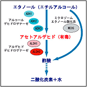 図１　エタノールの分解経路