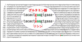 図２　ALDH2遺伝子の塩基配列