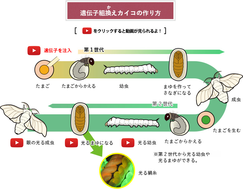 遺伝子組換えカイコの作り方