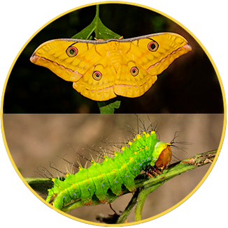 カイコの成虫と幼虫の組はどれかな？