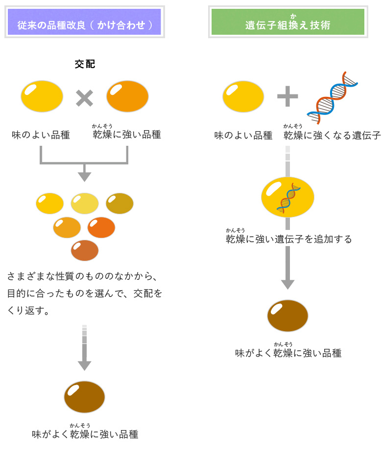 品種改良と遺伝子組換えのちがい