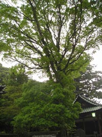 境内を見下ろすようにそびえたつマルバクス