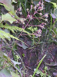 つくば特有の植物ホシザキユキノシタ