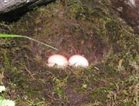 親鳥が岩のくぼみから飛び立った後にはとベージュ色の卵がありました