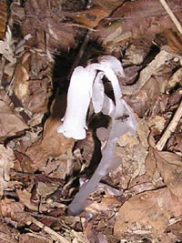 他の植物に寄生するので葉緑素を持たないギンリョウソウ