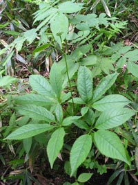 トチバニンジンは、薬用植物の王者といわれるチョウセンニンジンと同じ仲間