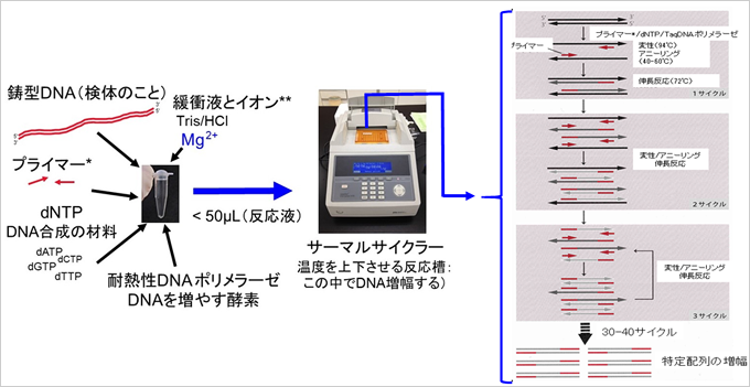 Pcrって何